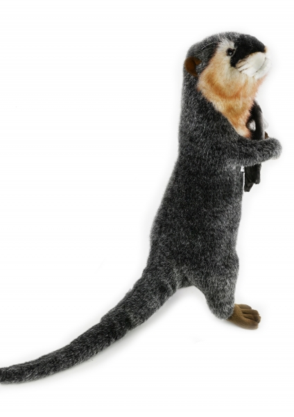 Fischotter aufwartend 37 cm